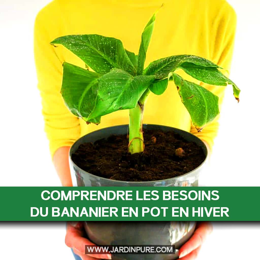 Pr Parer Votre Bananier En Pot L Hiver Guide Complet