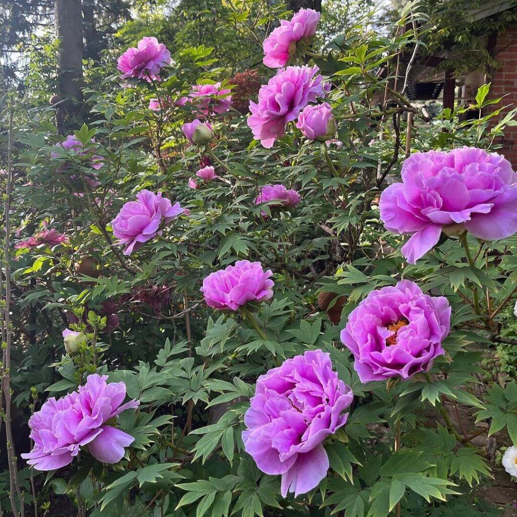 Pivoine arbustive Les Secrets des Jardiniers pour des Pivoines Arbustives Florissantes